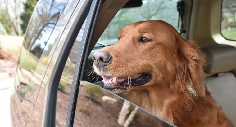 Can you take a dog in a cab?